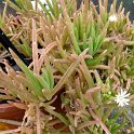 Delosperma x 'Koflerib' (2)